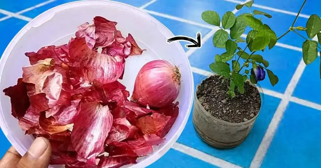 ¿Cómo hacer un fertilizante natural a partir de cáscaras de cebolla? – Mis Consejos Jardinería