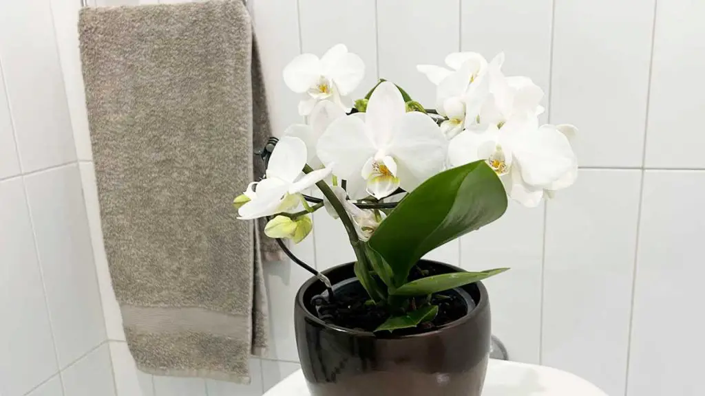 ¿Cómo mantener la Orquídea en el baño siempre hermosa y llena de flores? – Mis Consejos Jardinería