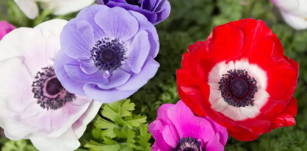 ¿Cómo mantener las anémonas para tener un jardín colorido y hermoso? – Mis Consejos Jardinería