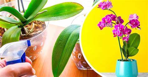 ¿Cómo mantener las orquídeas en septiembre para prepararlas para el invierno? 4 consejos de floristas – Mis Consejos Jardinería