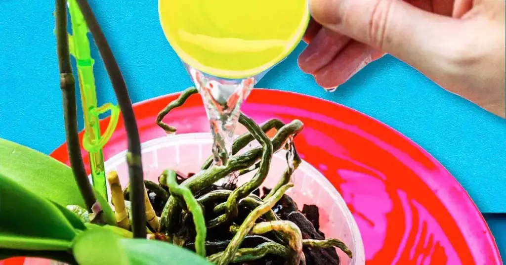 ¿Cómo obtener agua de riego sin cal para tus plantas? – Mis Consejos Jardinería