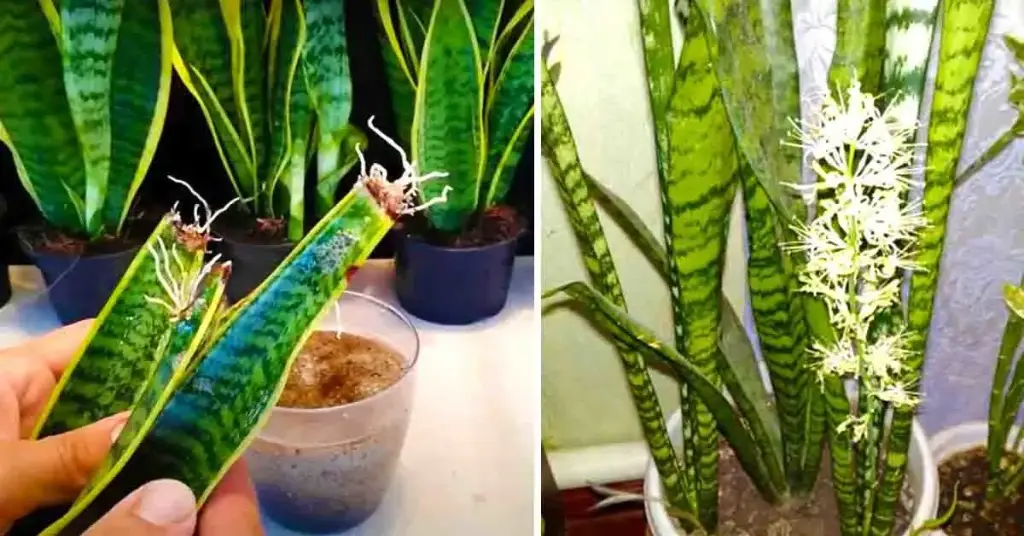 ¿Cómo obtener una sansevieria o “lengua de suegra” de una sola hoja? 1 método simple y efectivo – Mis Consejos Jardinería