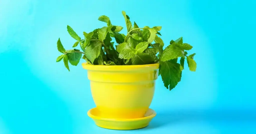 ¿Cómo plantar menta en una taza para decorar y perfumar toda la casa? – Mis Consejos Jardinería