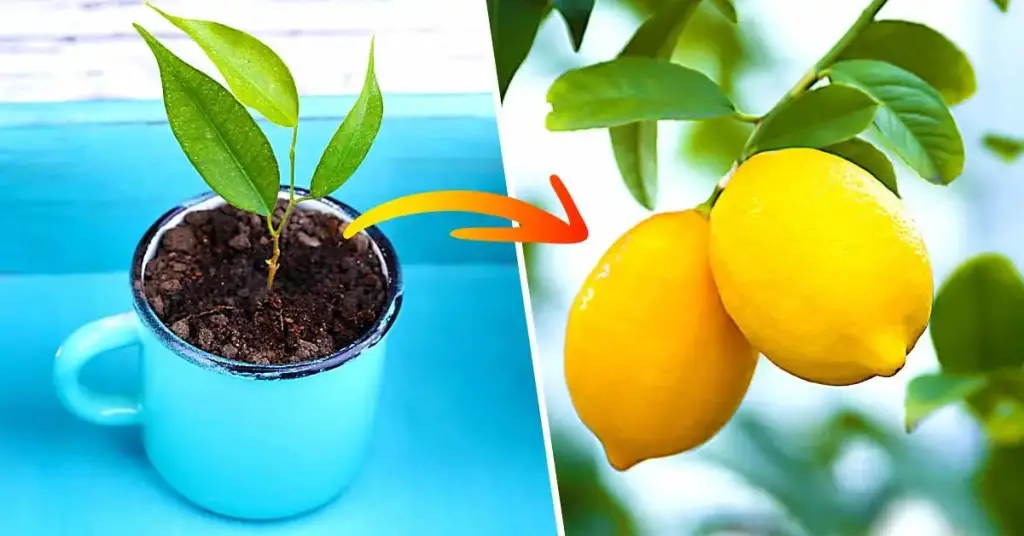¿Cómo plantar un limón en una taza para perfumar la casa? – Mis Consejos Jardinería