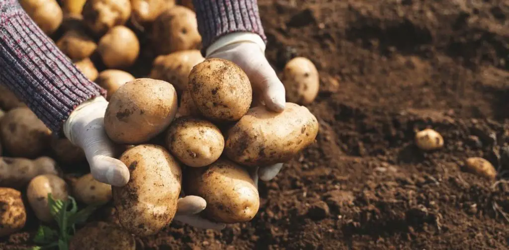¿Cómo plantar y cultivar patatas con éxito? ¡Descubre todo lo que necesitas saber! – Mis Consejos Jardinería