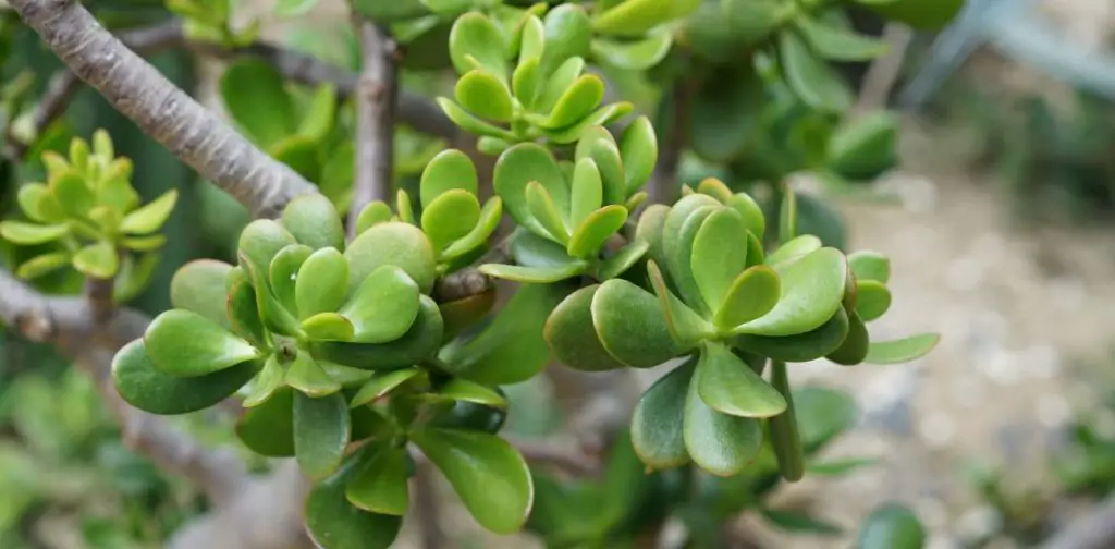 ¿Cómo plantar y mantener el árbol de jade con éxito? – Mis Consejos Jardinería