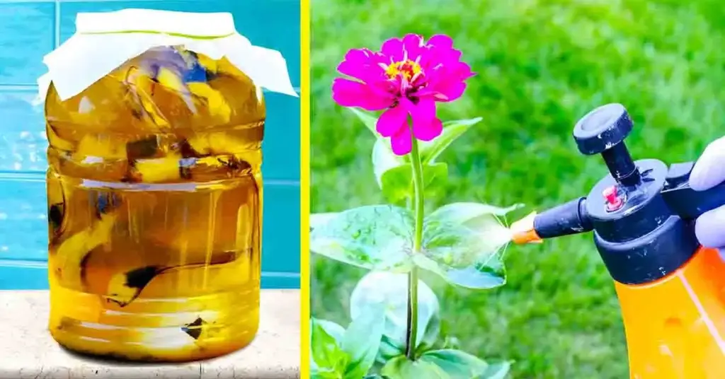 ¿Cómo preparar agua de plátano para fertilizar tus plantas? – Mis Consejos Jardinería
