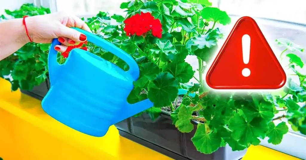 ¿Cómo proteger los geranios en octubre para que vuelvan a florecer en primavera? – Mis Consejos Jardinería