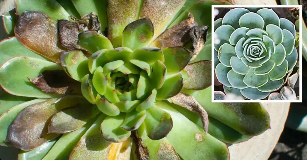 ¿Cómo recuperar una planta suculenta podrida? Guía paso a paso fácil y eficaz – Mis Consejos Jardinería