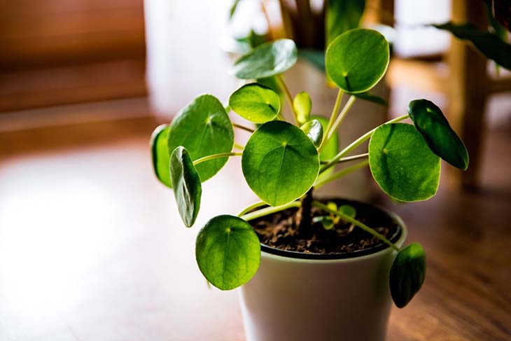 planta de dinero