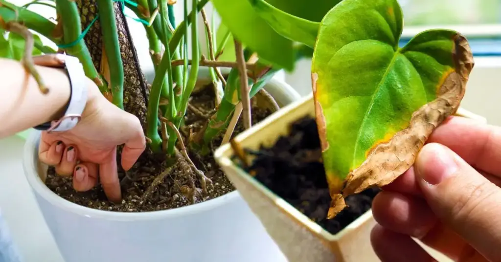 ¿Cómo salvar tus plantas de interior que están marchitas? – Mis Consejos Jardinería