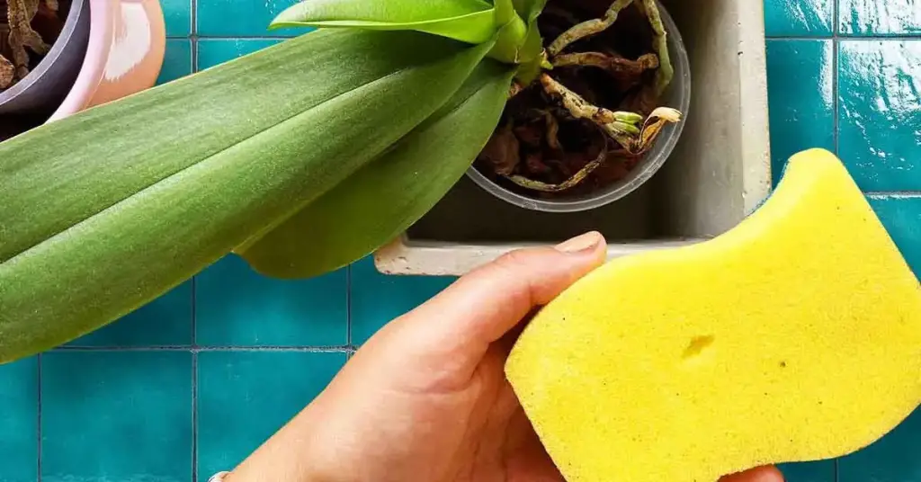 ¿Cómo salvar una orquídea moribunda con el truco de la esponja? – Mis Consejos Jardinería