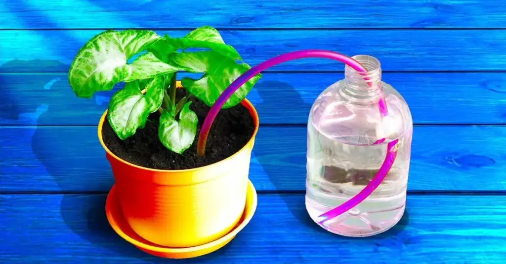 ¿Cómo sigues regando tus plantas mientras estás de vacaciones? – Mis Consejos Jardinería