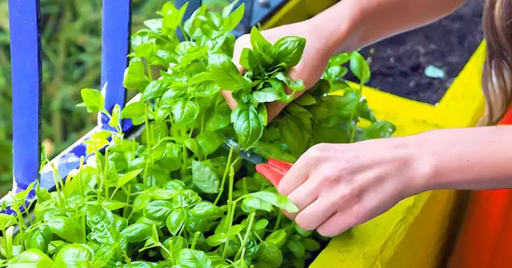 ¿Cómo tener albahaca exuberante en casa? – Mis Consejos Jardinería