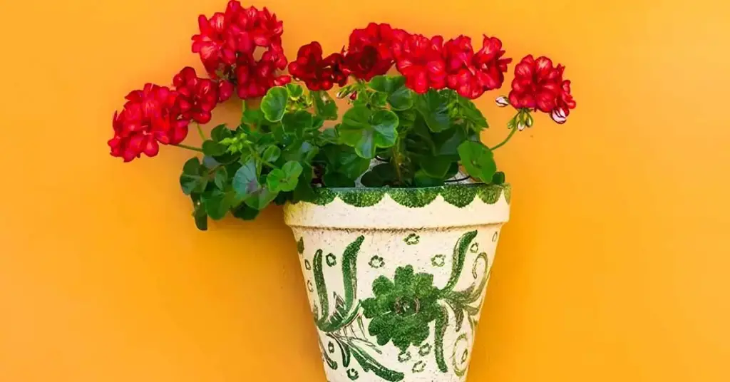 ¿Cómo tener geranios exuberantes durante mucho tiempo? – Mis Consejos Jardinería