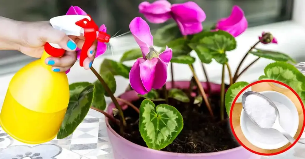 ¿Cómo tener hermosas plantas al final del invierno con bicarbonato de sodio? – Mis Consejos Jardinería