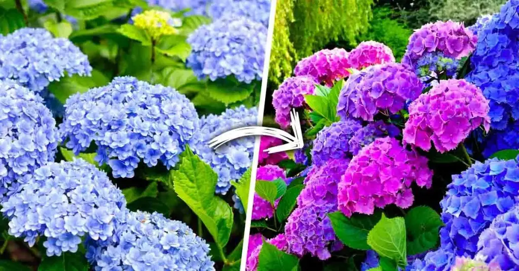 ¿Cómo tener hortensias bonitas y coloridas que subliman el jardín? – Mis Consejos Jardinería