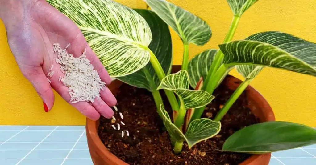 ¿Cómo usar el arroz como fertilizante para las plantas? – Mis Consejos Jardinería