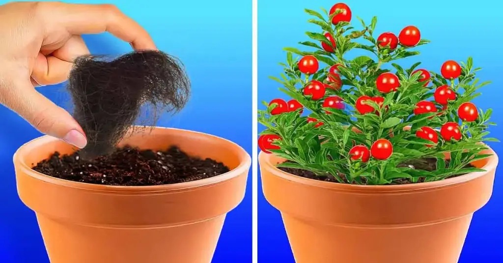 ¿Cómo usar el cabello como fertilizante para fertilizar las plantas? – Mis Consejos Jardinería