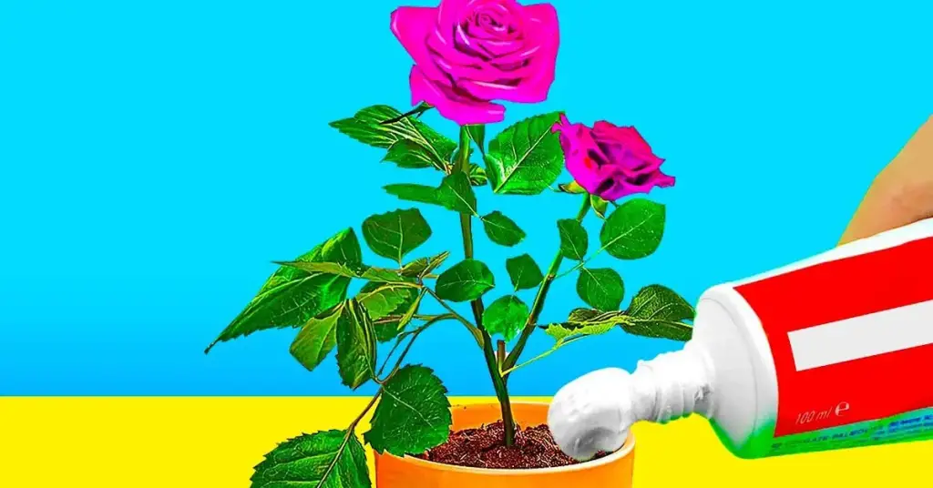¿Cómo usar la pasta de dientes en el jardín y en casa? – Mis Consejos Jardinería