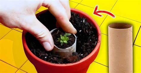 ¿Cómo usar rollos de papel higiénico para plántulas? – Mis Consejos Jardinería