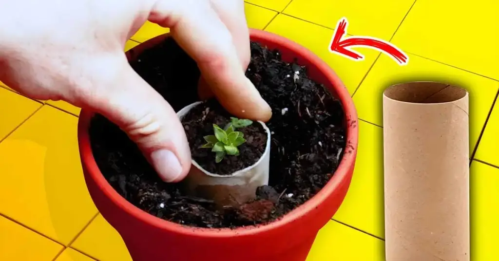 ¿Cómo usar rollos de papel higiénico para plántulas? – Mis Consejos Jardinería