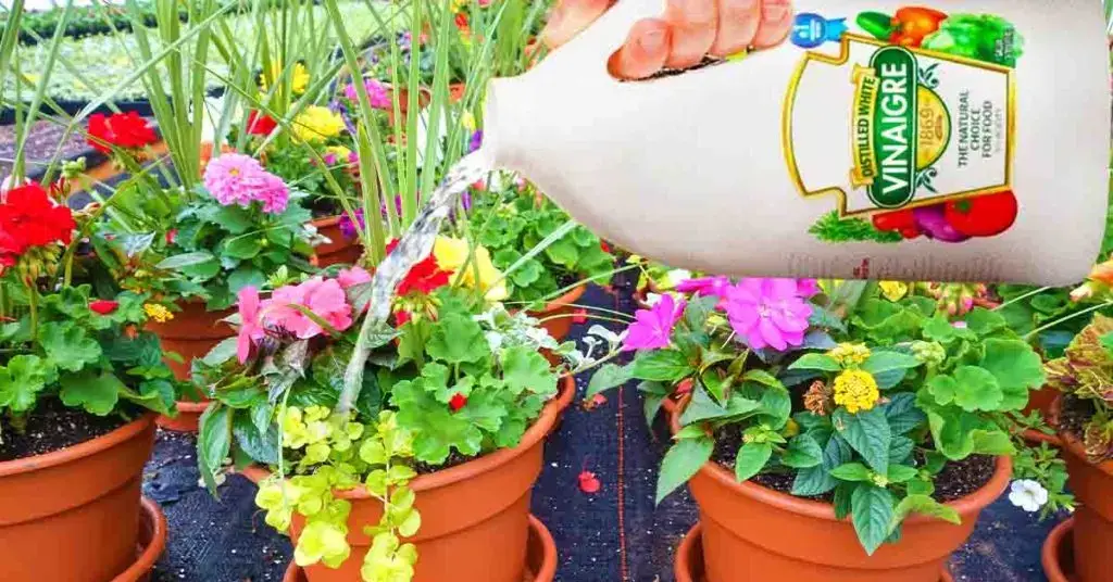 ¿Cómo usar vinagre blanco en el jardín? – Mis Consejos Jardinería