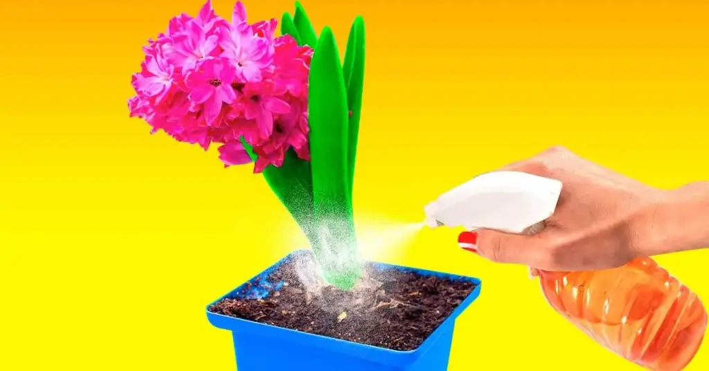 ¿Cómo usar vinagre blanco y agua para el mantenimiento de tus plantas de interior? – Mis Consejos Jardinería