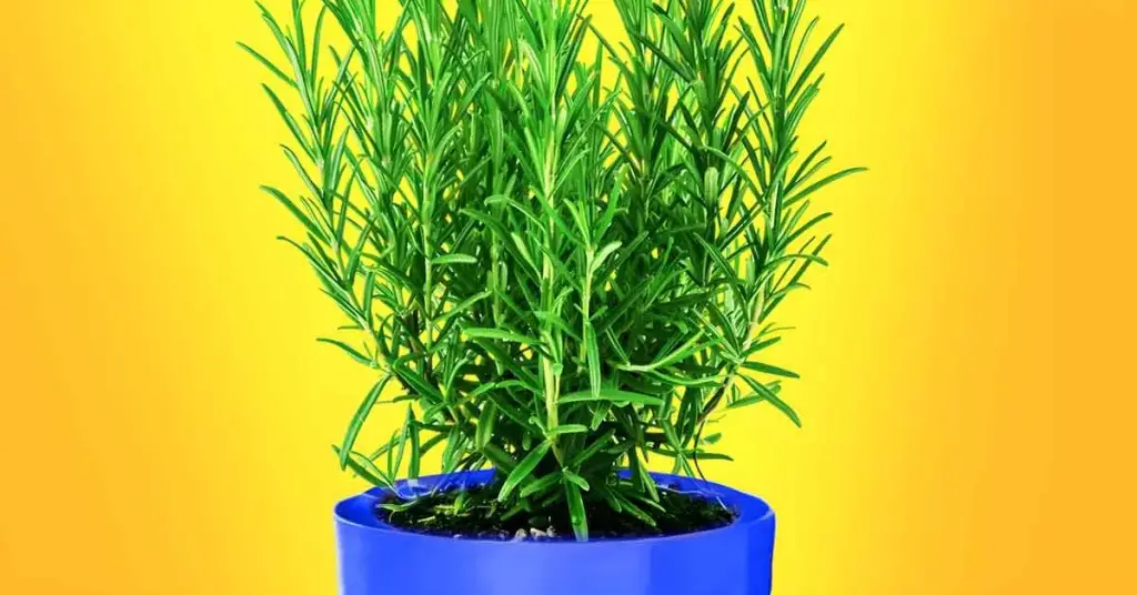 ¿Cómo utilizar el romero para perfumar la casa? – Mis Consejos Jardinería