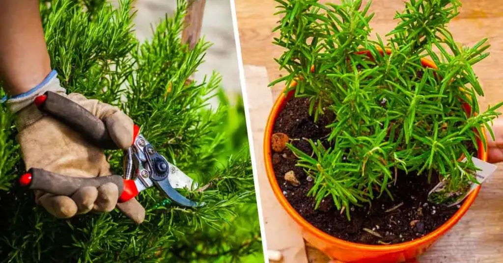 ¿Cómo y cuándo podar el romero para obtener grandes plantas “tupidas”? – Mis Consejos Jardinería