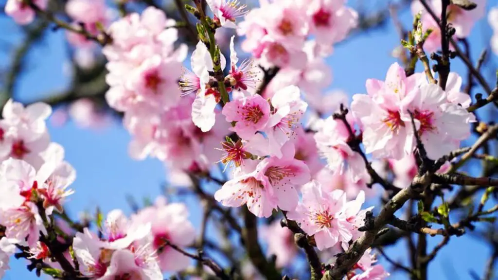 ¿Cómo y dónde plantar el almendro? Aquí está la guía experta – Mis Consejos Jardinería