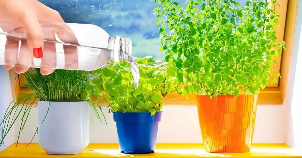 ¿Con qué frecuencia se deben regar las plantas de interior en invierno? El error que no debes cometer para evitar que se desvanezcan – Mis Consejos Jardinería