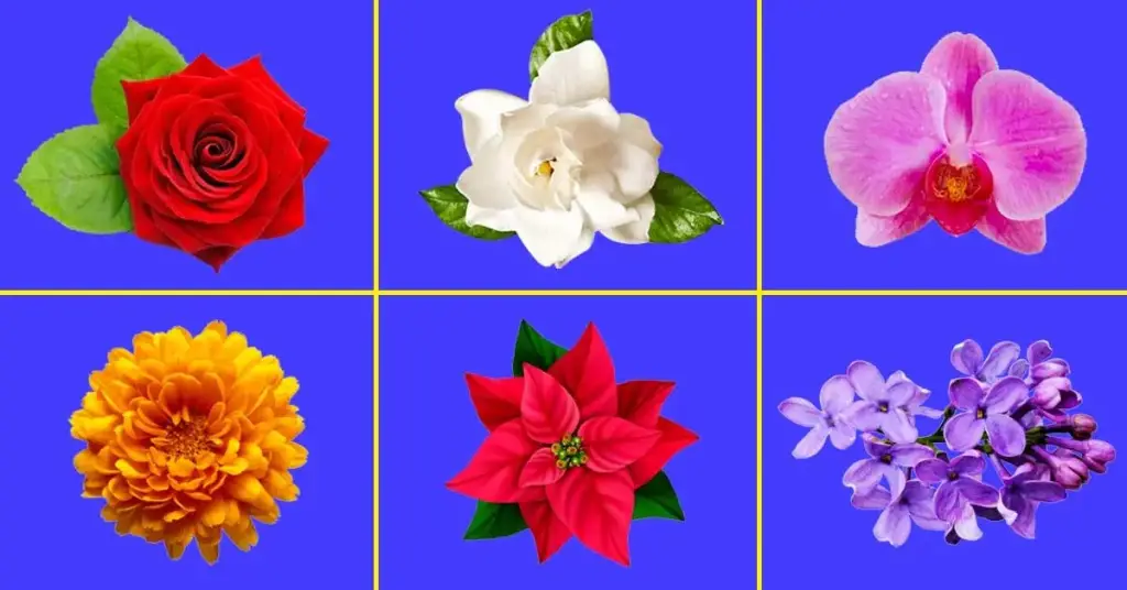 ¿Cuál es la guía de idiomas y el significado de las flores más bellas? – Mis Consejos Jardinería