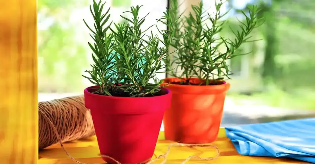 ¿Cuál es la planta de interior más fácil de cultivar y perfumar toda la casa? – Mis Consejos Jardinería