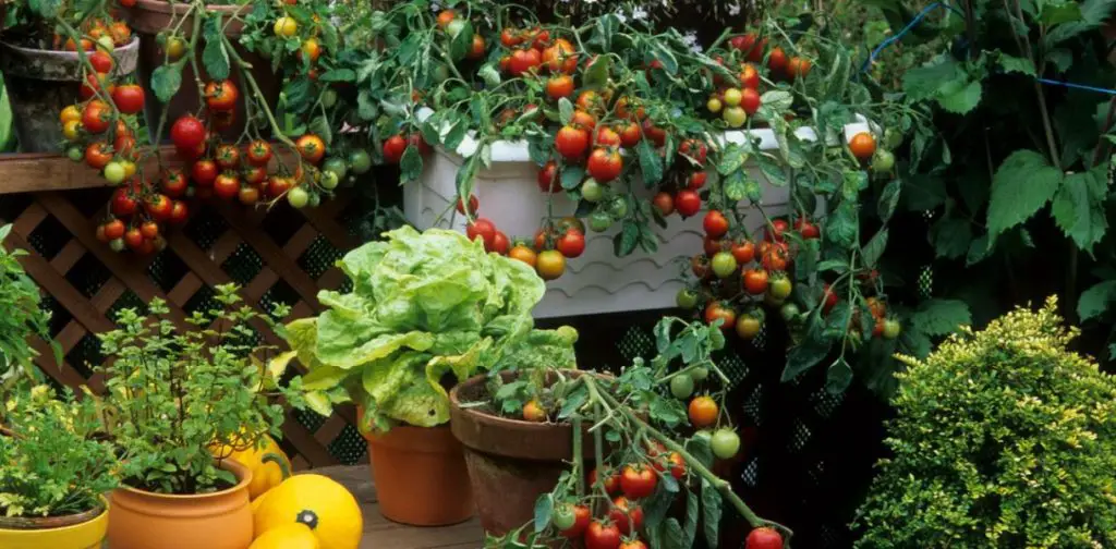 ¿Cuáles son las mejores verduras para cultivar en contenedores? – Mis Consejos Jardinería