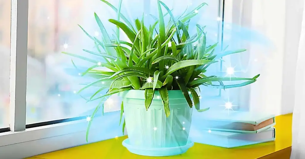 ¿Cuáles son los beneficios del Aloe Vera para el hogar? – Mis Consejos Jardinería