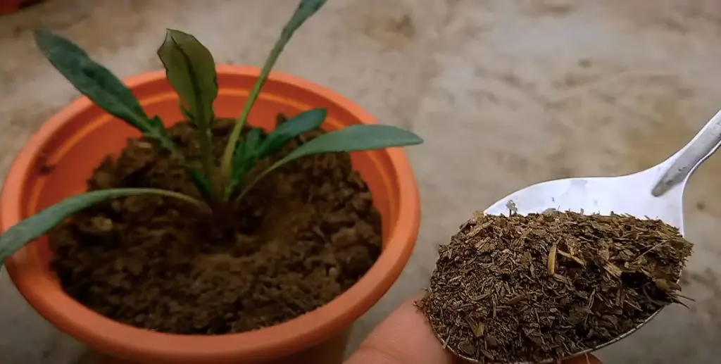 ¿Cuáles son los beneficios del compost y cómo usarlo correctamente? – Mis Consejos Jardinería