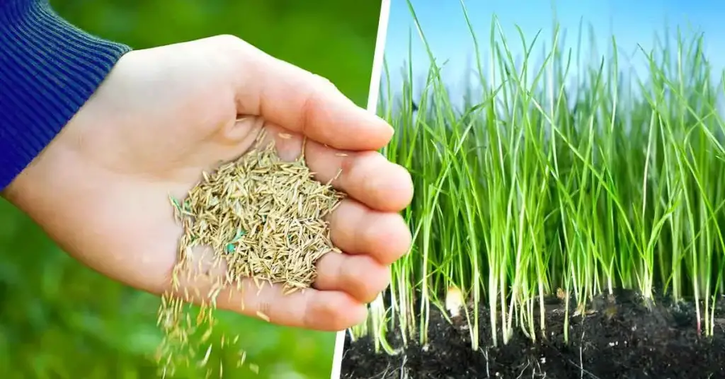 ¿Cuándo plantar semillas de césped para el césped perfecto? – Mis Consejos Jardinería