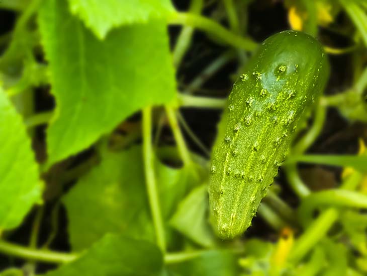 planta de pepino