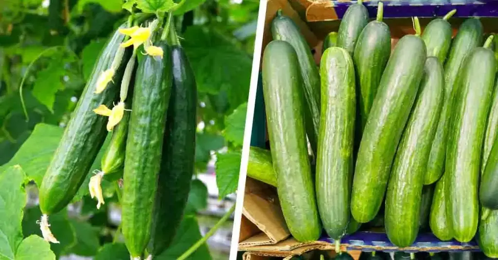 ¿Cuándo se deben plantar las semillas de pepino para obtener una cosecha abundante? – Mis Consejos Jardinería