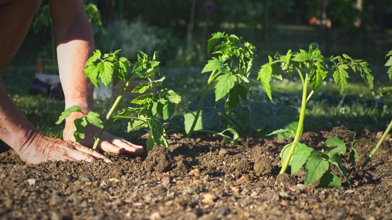 Cultivo de tomates