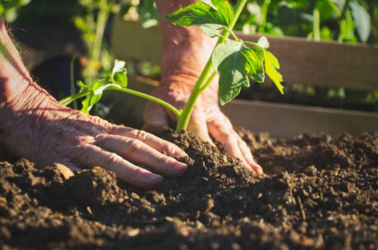 Al plantar tomates
