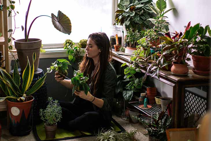 plantas de interior