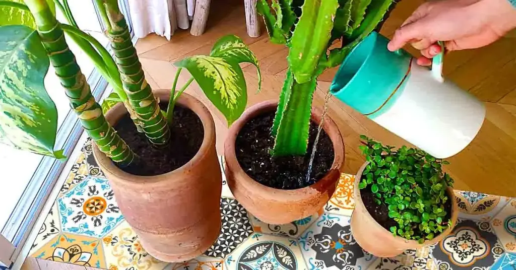 ¿Cuánta agua se necesita para regar cada planta? – Mis Consejos Jardinería