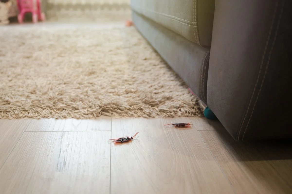 ¿Cucarachas en la casa? Si salen de los desagües, haz lo siguiente