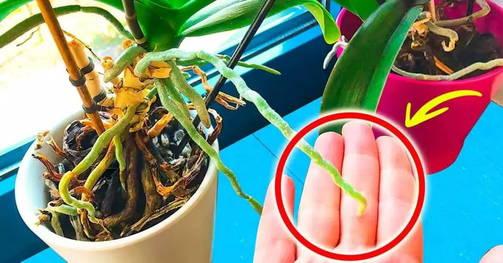 ¿Dónde se debe colocar la orquídea para que florezca? El ingenioso truco para evitar matar a la planta – Mis Consejos Jardinería