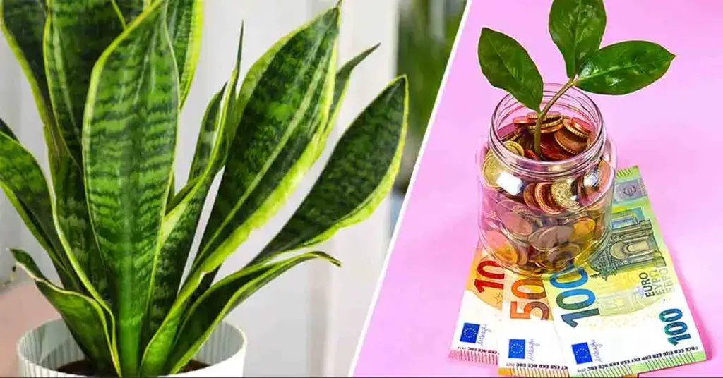 ¿Dónde se debe colocar la sansevieria para atraer la prosperidad a tu hogar según el feng shui? – Mis Consejos Jardinería