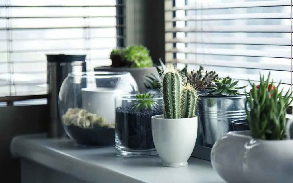 ¿Dónde se encuentran las plantas suculentas? aquí está toda la verdad: la guía – Mis Consejos Jardinería