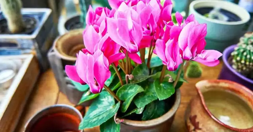 ¿En la casa o en el balcón? Este es el lugar perfecto para plantar y mantener un hermoso Cyclamen – Mis Consejos Jardinería