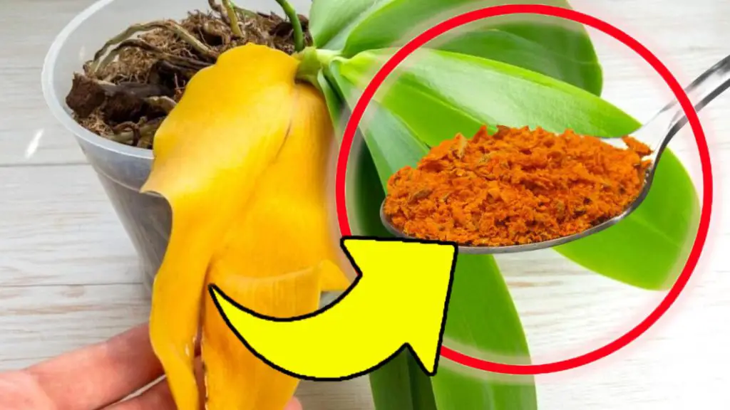 ¿Flores en la casa? Con este ingrediente crecerán visiblemente: ¡mi abuela me enseñó eso! – Mis Consejos Jardinería